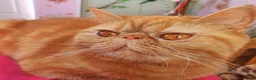 Exotic cats for sale: Chunky gorgeous Gccf registered boys  - Advert 7