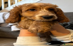 Cockapoo dogs for sale: Cockapoo puppies  - Image 4