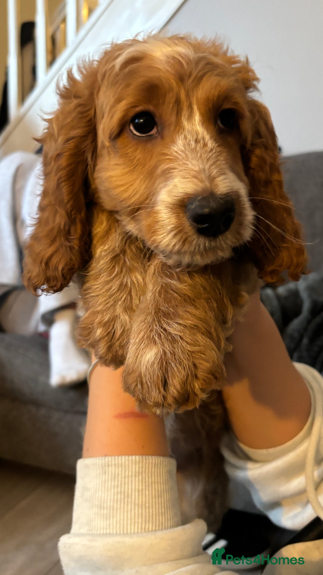 Cockapoo dogs for sale: Cockapoo puppies  - Image 4