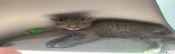 British Shorthair cats for sale: British shorthair blue (cross) kitten - Advert 4