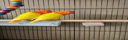 Lovebirds birds for sale: Lutino for sale - Advert 1