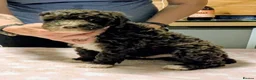 Spanish Water Dog dogs for sale: Spanish water dog  - Advert 38
