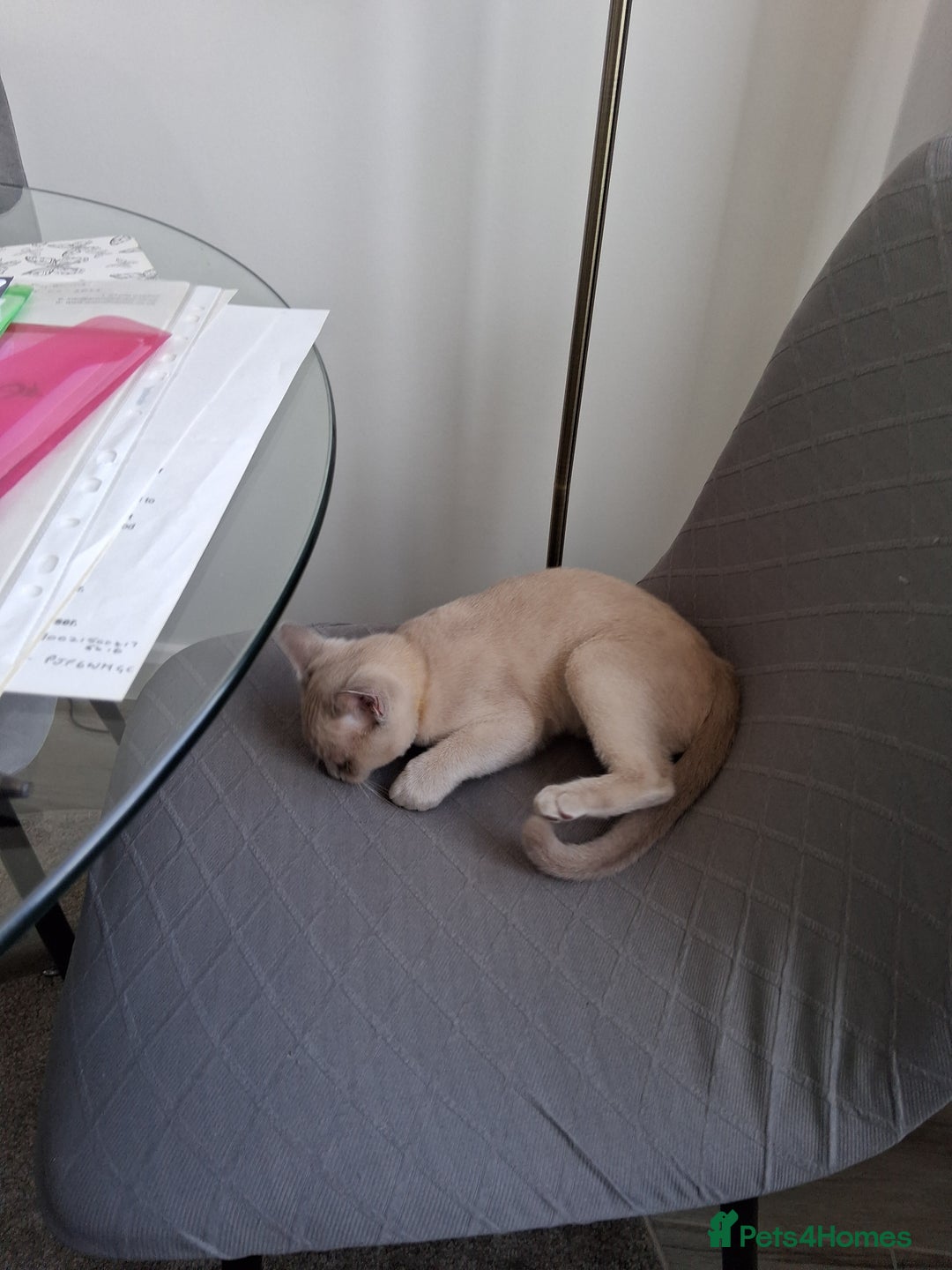 Burmese cats for sale: Registered burmese kittens available.  - Image 11