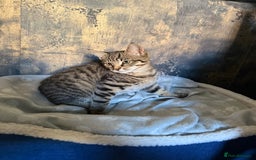 Mixed Breed cats for sale: Last little girl  - Image 1