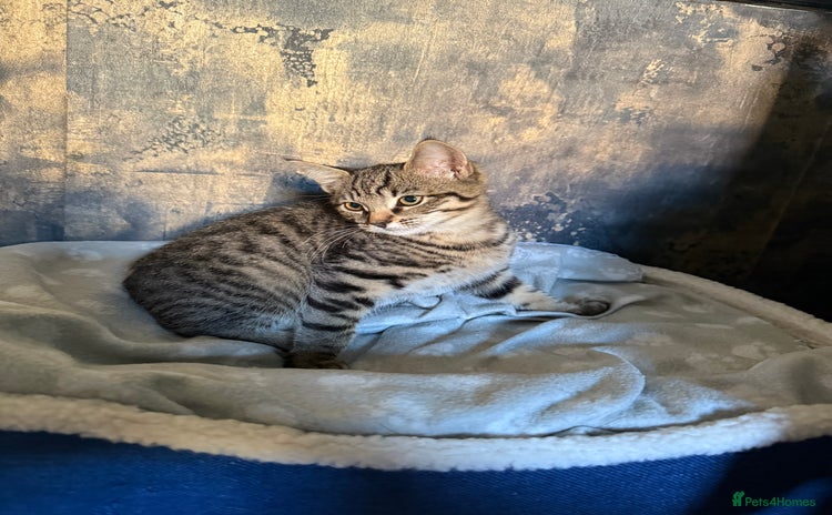 Mixed Breed cats - Advert 1