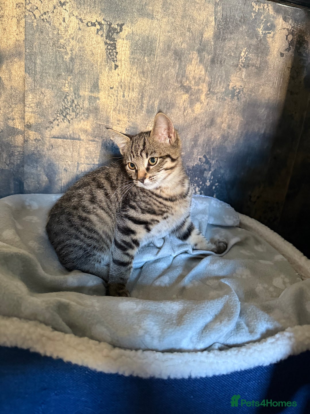 Mixed Breed cats for sale: Last little girl  - Image 1