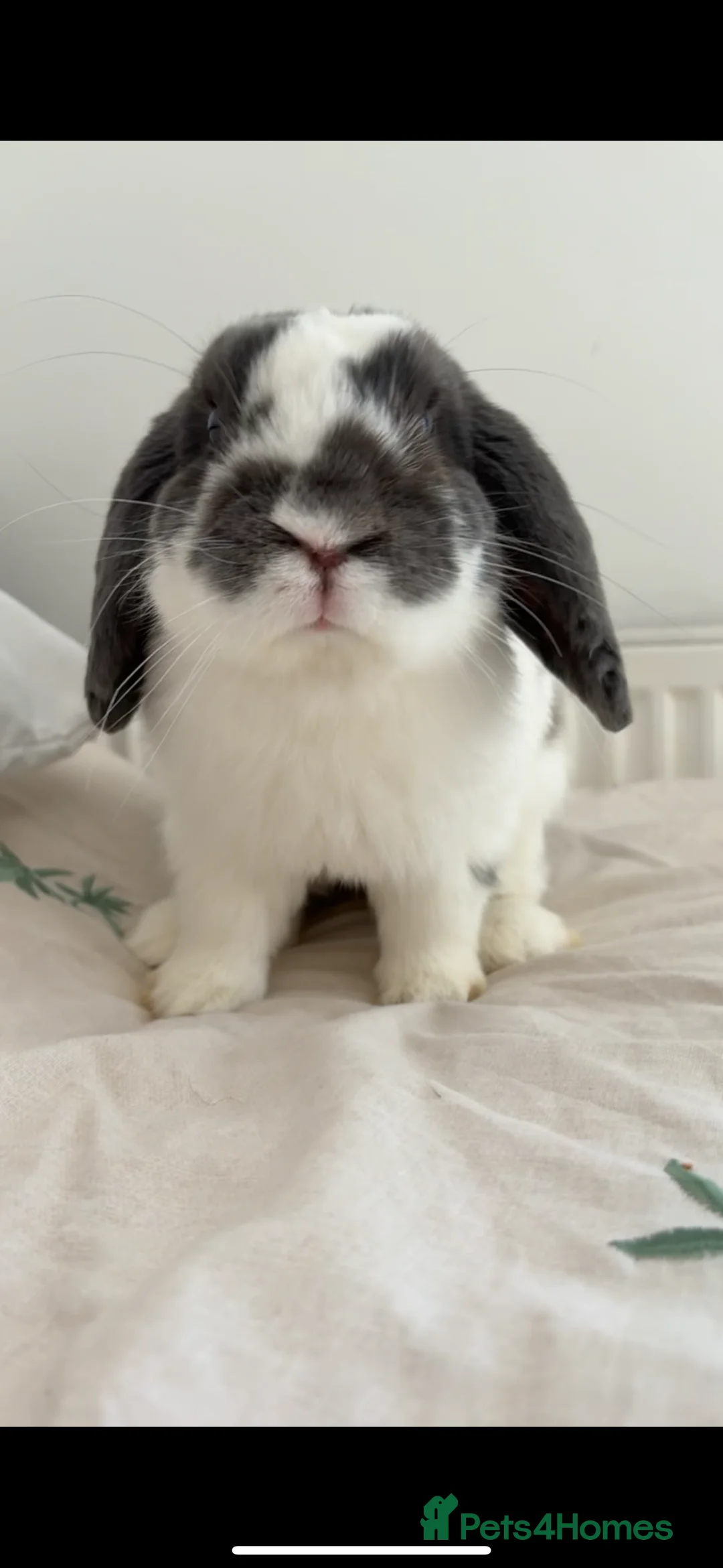 English Lop rabbits for sale: Male Lop  - Advert 5