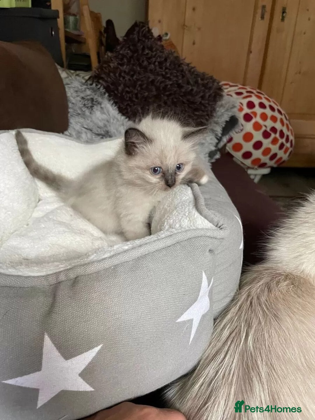Ragdoll cats for sale: Affordable Ragdolls purebred for sale - Image 4