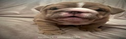 English Bulldog dogs for stud: Uncle Fester in Manchester - Advert 39
