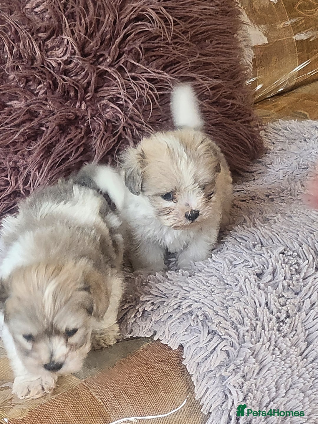 Zuchon dogs for sale: Billion frise x shizu pups 2 boys - Image 2