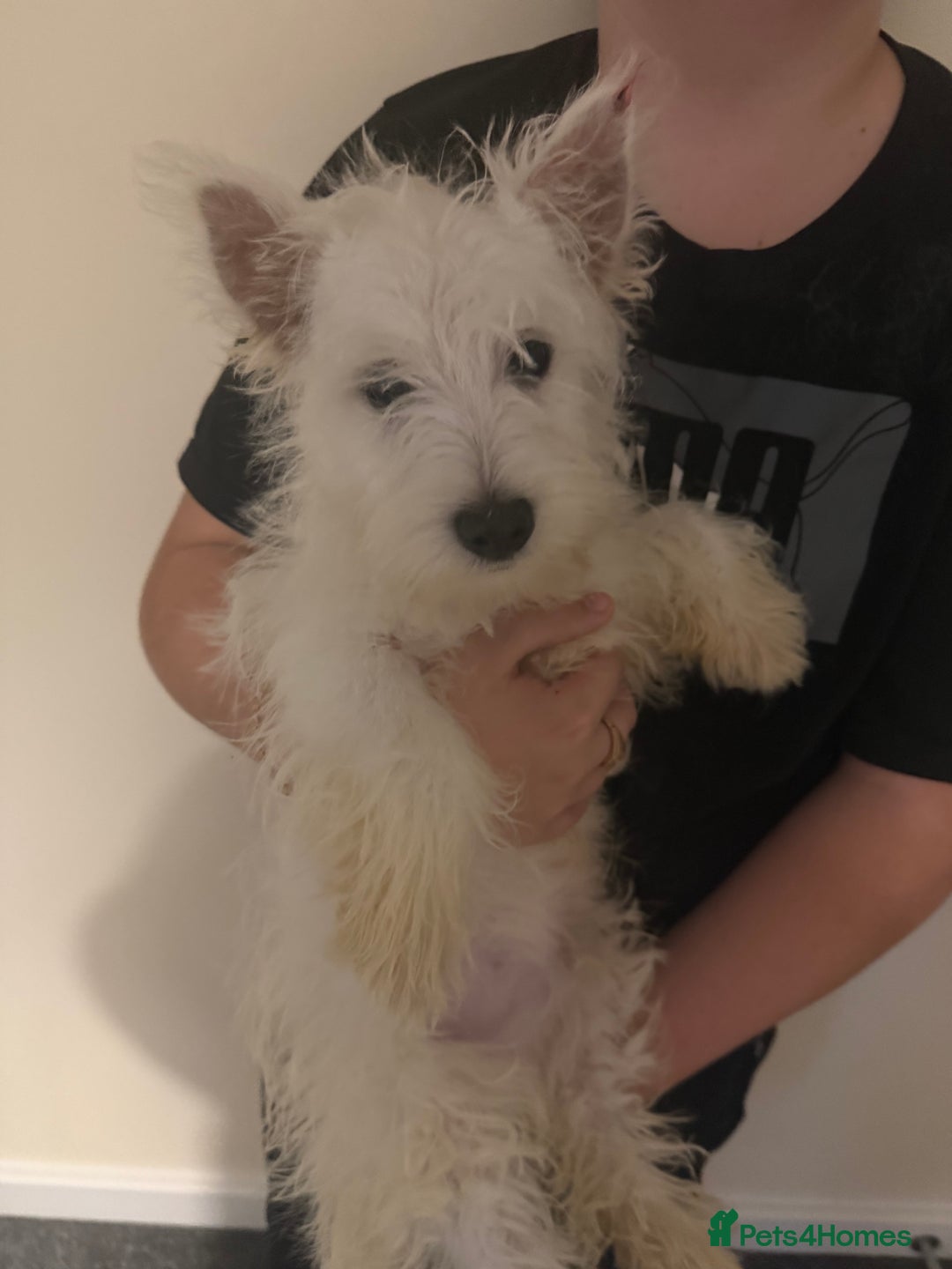 West Highland Terrier dogs for sale: west highland terriers  - Advert 2