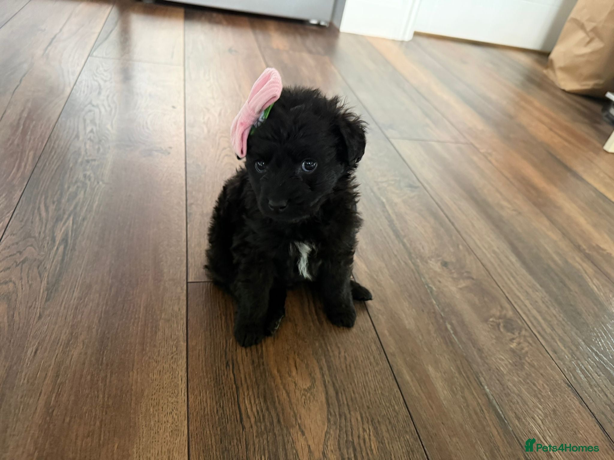 Cockapoo dogs Beautiful toy size cockatoo girl Puppy - Advert 1