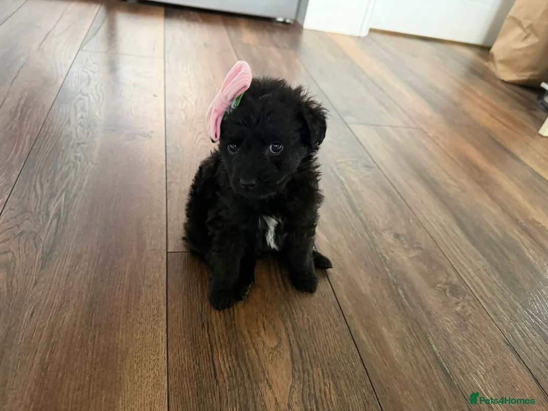 Cockapoo dogs for sale: Beautiful toy size cockatoo girl Puppy - Advert 1