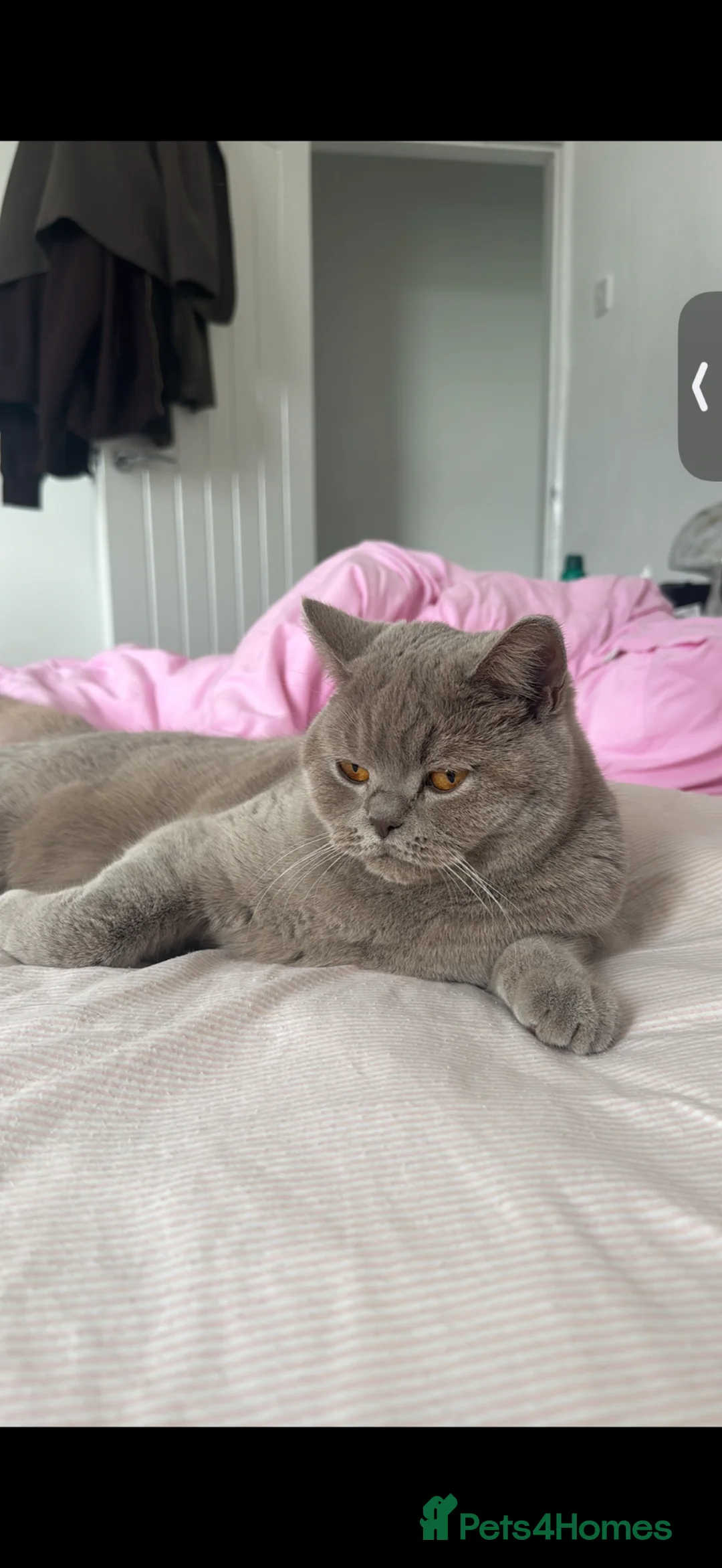 British Shorthair cats for sale: Lilac British short hair 2 years (lila) - Advert 2