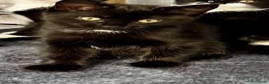 Mixed Breed Kitten 4