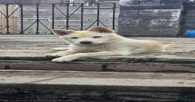 Mixed Breed dogs in Maesteg - Advert 11