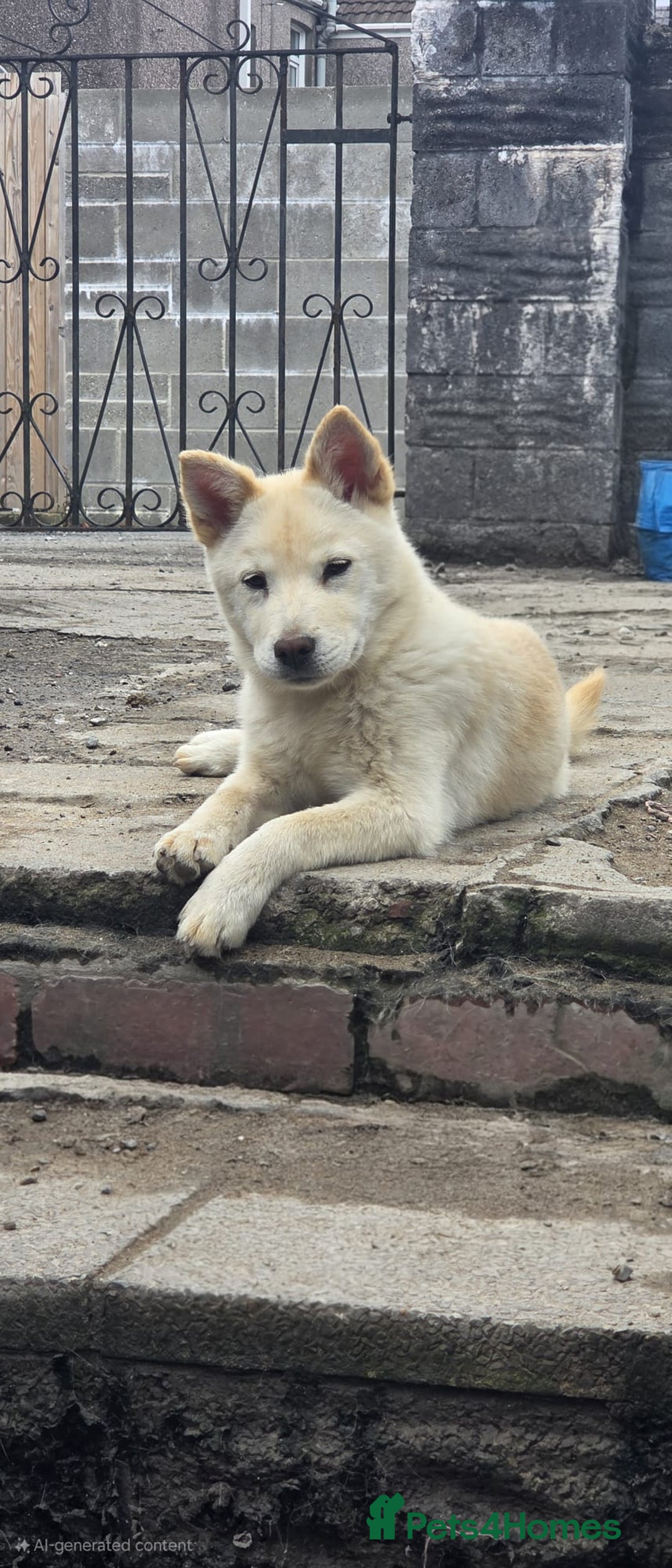 Mixed Breed dogs for sale: One Beautiful female chowski puppy  in Maesteg - Image 4