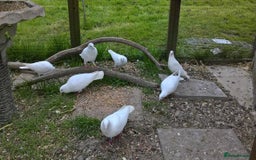 Doves birds for sale: Pure and Best Quality White Doves. READY NOW - Image 2