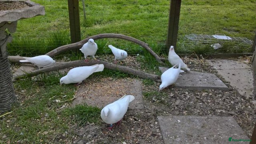 Doves birds for sale: Pure and Best Quality White Doves. READY NOW - Image 2
