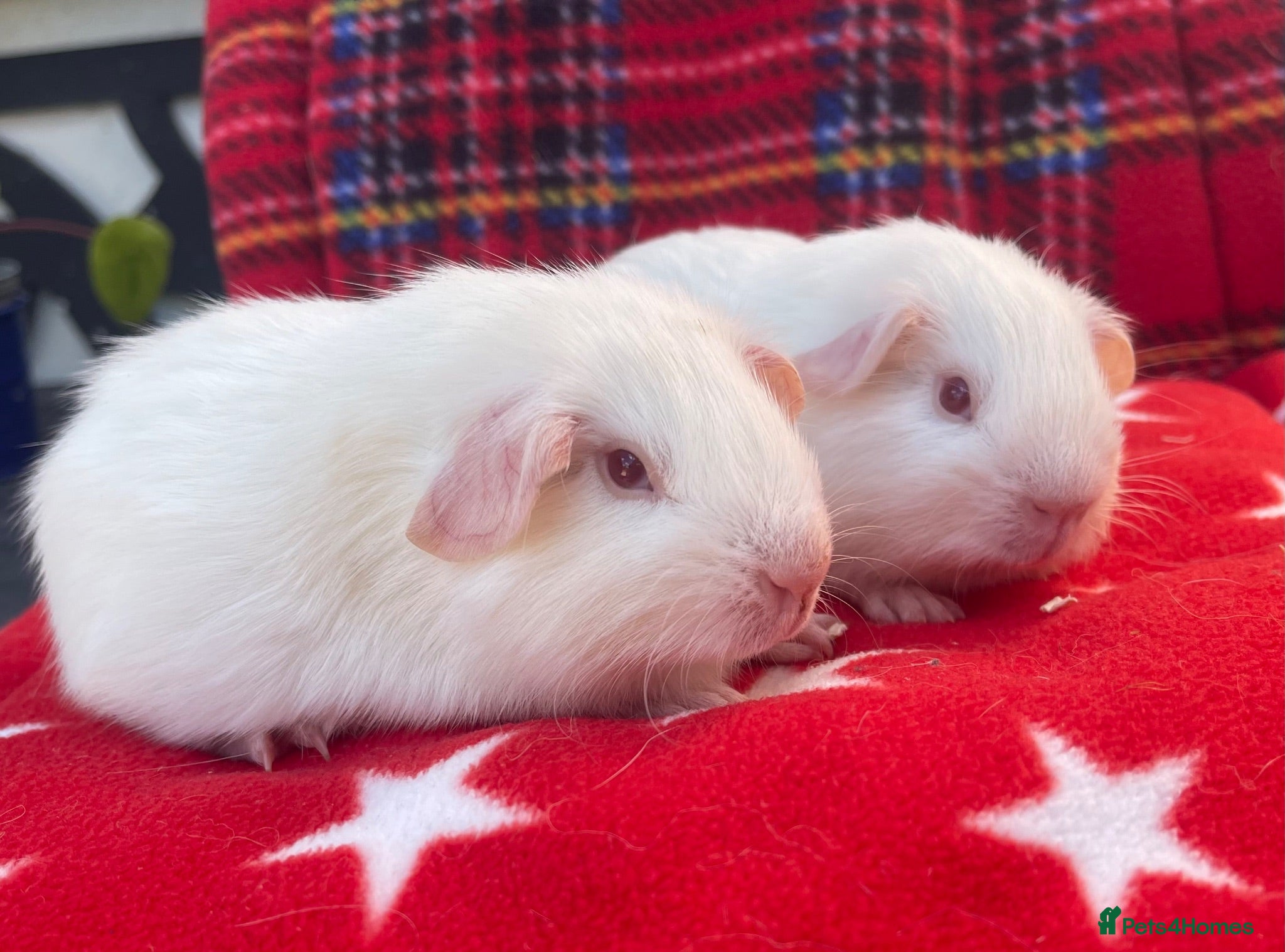 Guinea Pig rodents Beautiful boys - Advert 18