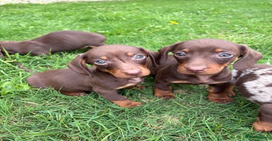 Dachshund dogs - Advert 15