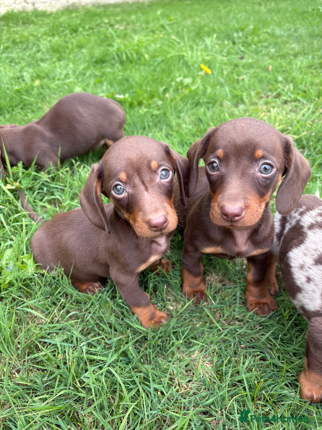 Dachshund dogs for sale: Stunning dachshund puppies for sale !  - Image 3