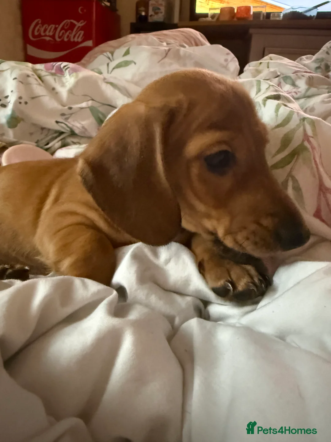 Miniature Dachshund dogs for sale: KC Miniature Dachshund, READY NOW  - Advert 12