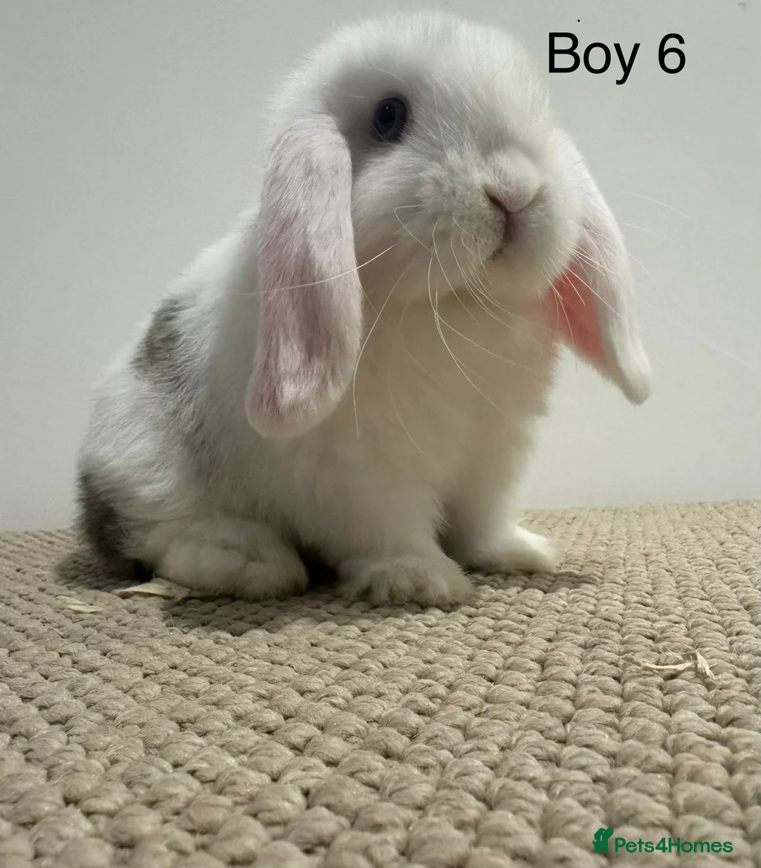 Mini Lop rabbits for sale: All reserved - Advert 2