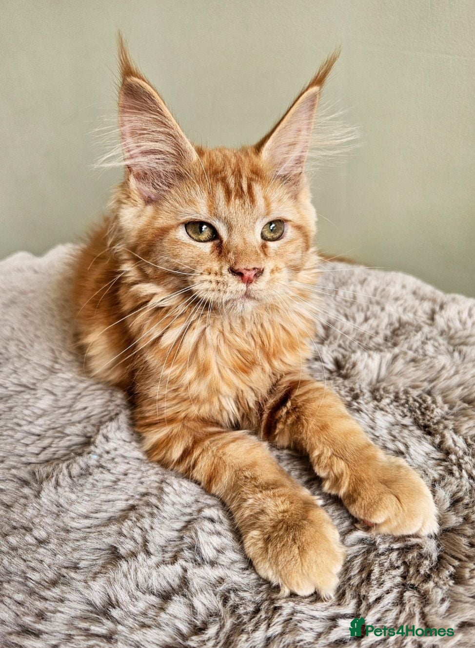 Maine Coon cats Beautiful Maine Coon kittens  - Advert 1