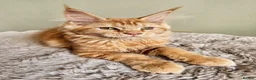 Maine Coon cats for sale: Beautiful Maine Coon kittens  - Advert 13