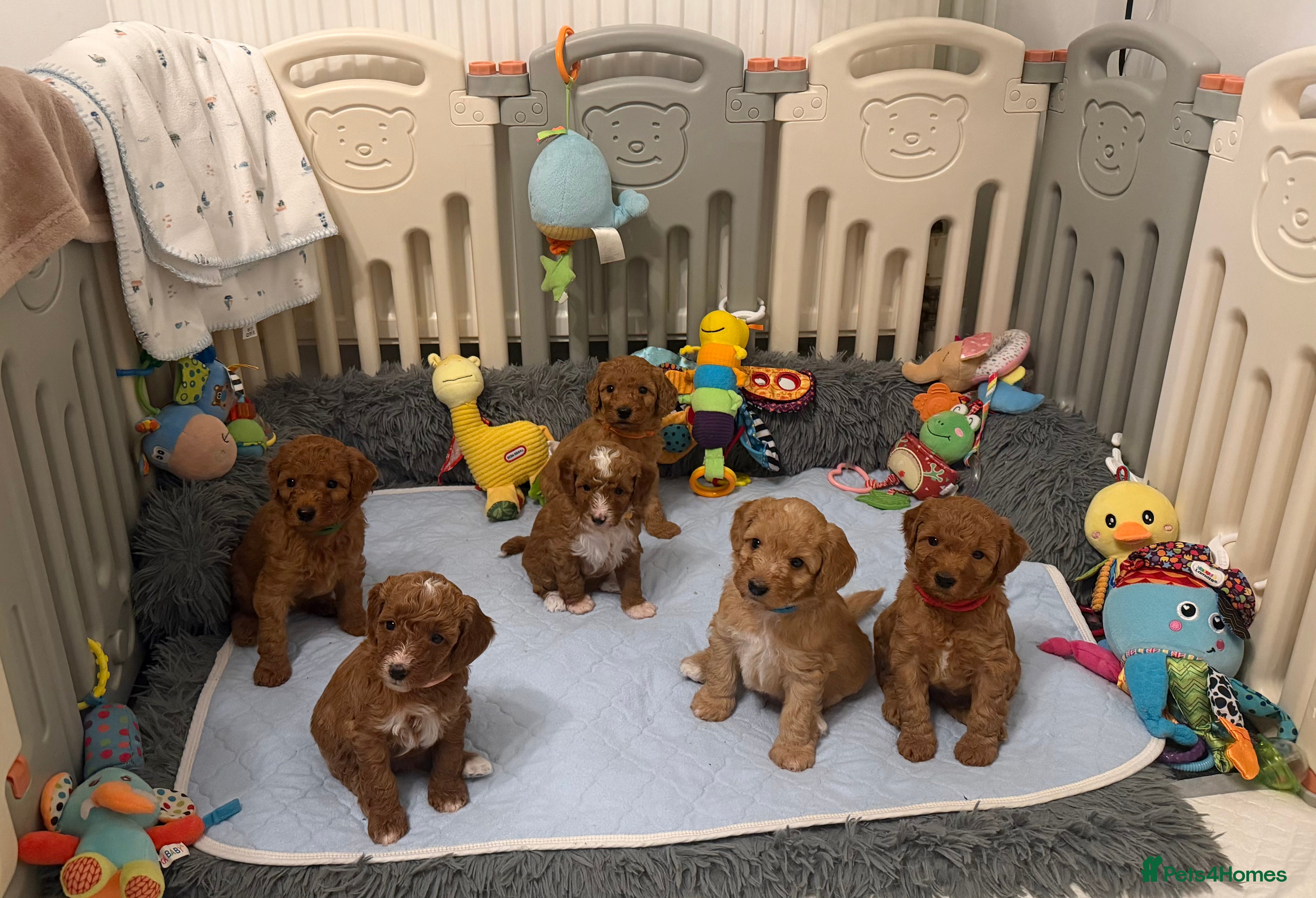 Australian Labradoodle dogs Australian Labradoodle puppies  - Advert 3