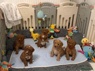 Australian Labradoodle dogs Australian Labradoodle puppies - Advert 3