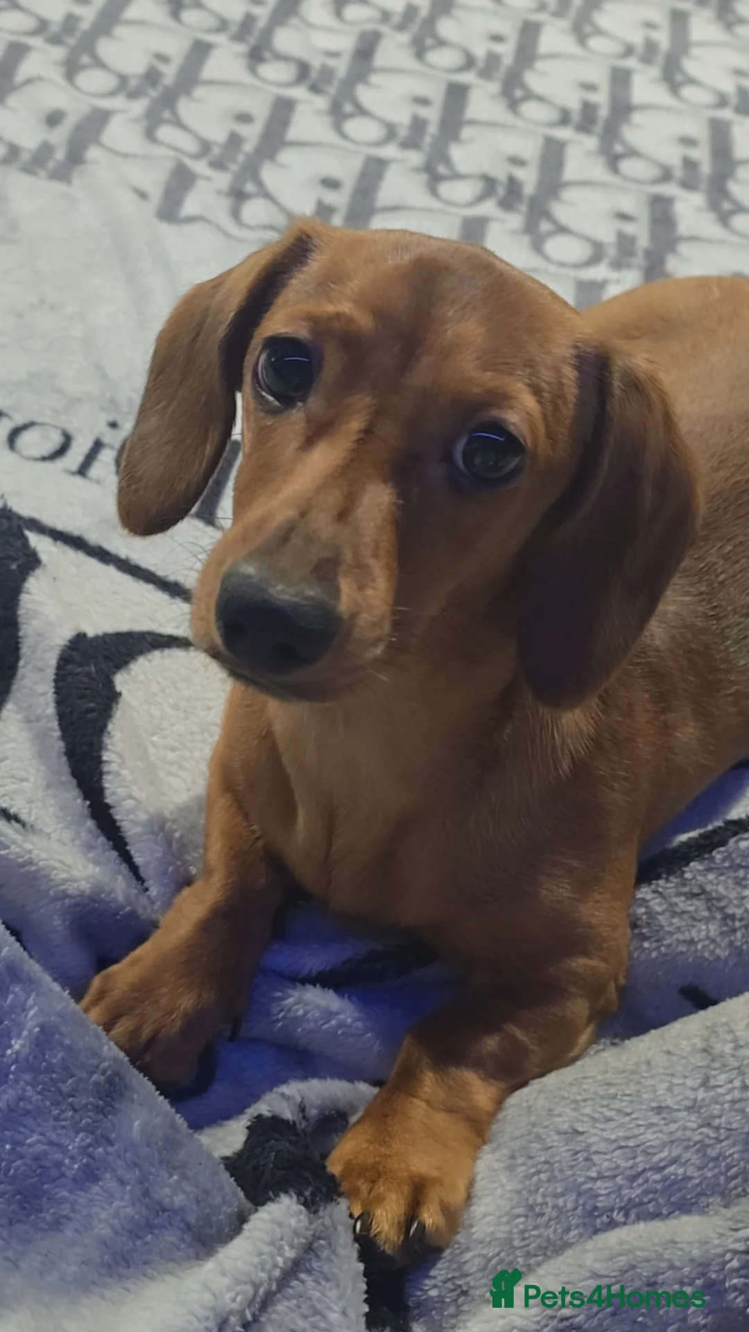 Miniature Dachshund dogs for sale: Miniature dachshund Ronnie  in Emsworth - Advert 3
