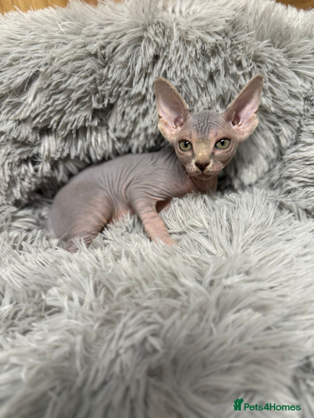 Sphynx cats for sale: TICA Reg Sphynx Kittens, Extensive Genetic Testing - Advert 24