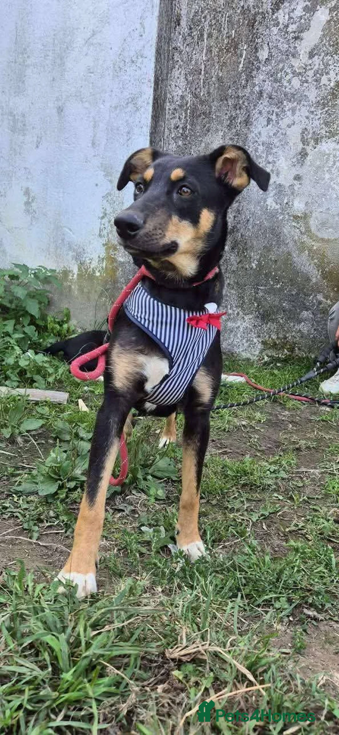 Mixed Breed dogs for adoption: Meet Puffin currently residing in Essex - Advert 10