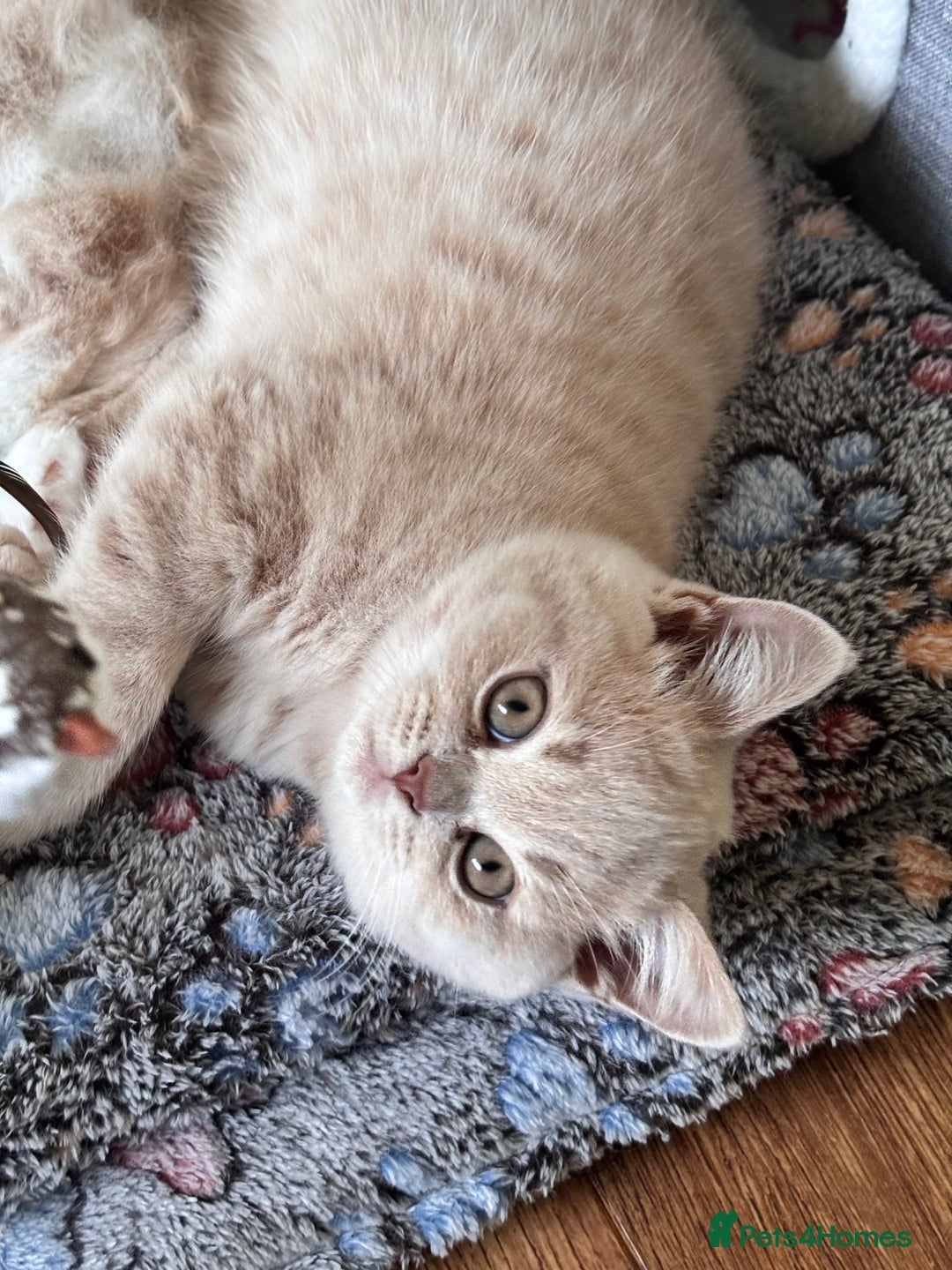 British Longhair cats for sale: **GCCF Registered British Shorthair Kitten** - Image 5