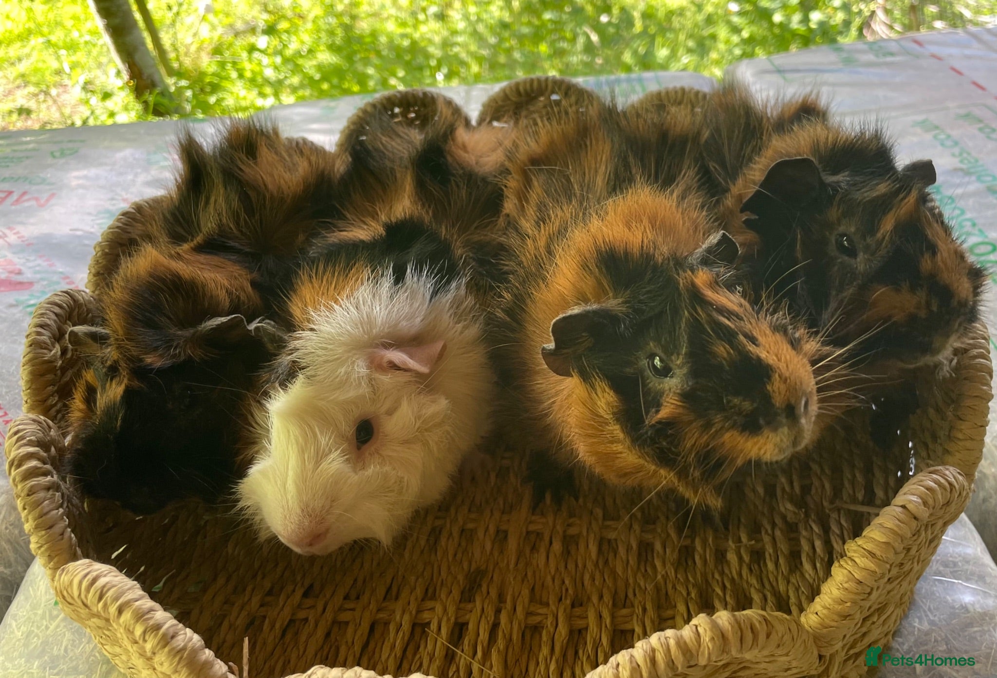 Guinea Pig rodents Beautiful Abyssinian Guinea Pigs - Advert 1