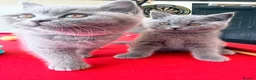 British Shorthair cats for sale: 2 BOYS AVAILABLE - GCCF BSH Kittens - Advert 2
