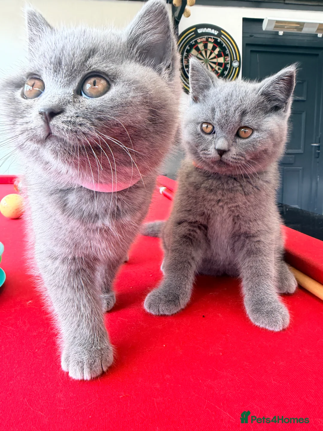 British Shorthair cats for sale: 2 BOYS AVAILABLE - GCCF BSH Kittens - Advert 2