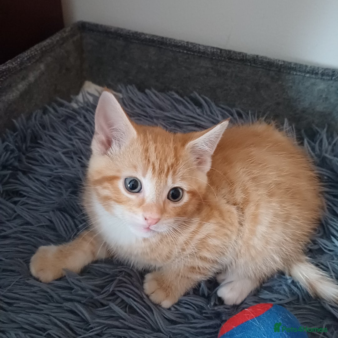 Mixed Breed cats for sale: Lovely kittens😻😻😽😽❤️ - Advert 16