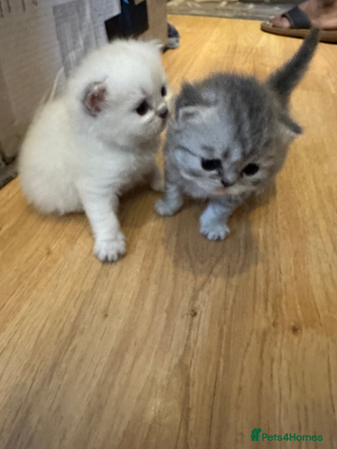Persian cats for sale: 2 stunning pure pedigree Persian chinchilla kitten - Image 13