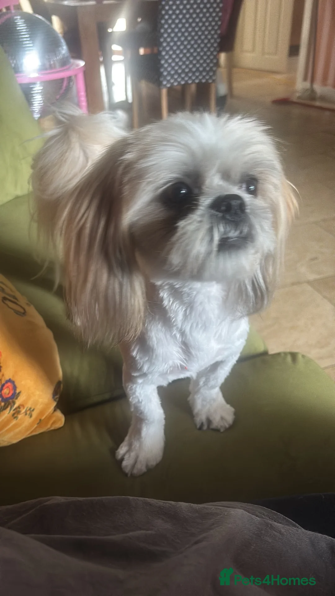 Shorkie dogs for sale: 3 Shorkie puppies  - Advert 2