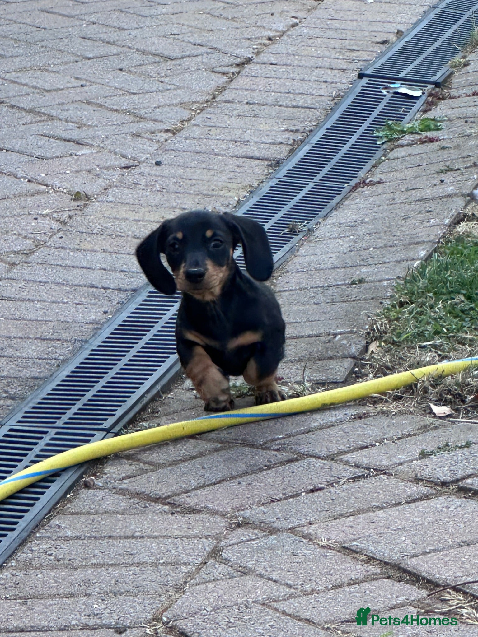 Miniature Dachshund dogs Miniature dachshund  - Advert 18