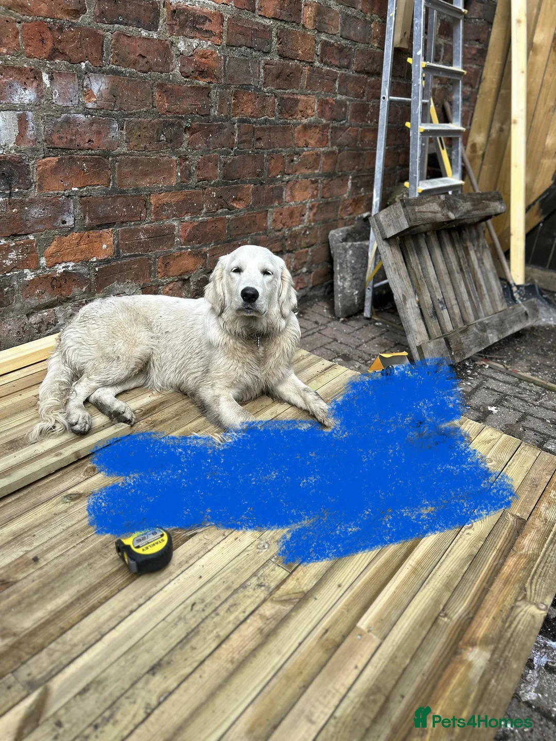 Golden Retriever dogs for sale: Loving Home Wanted for Penny  - Advert 4