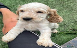 Cocker Spaniel dogs for sale: Beautiful show type cocker spaniels  in York - Image 16