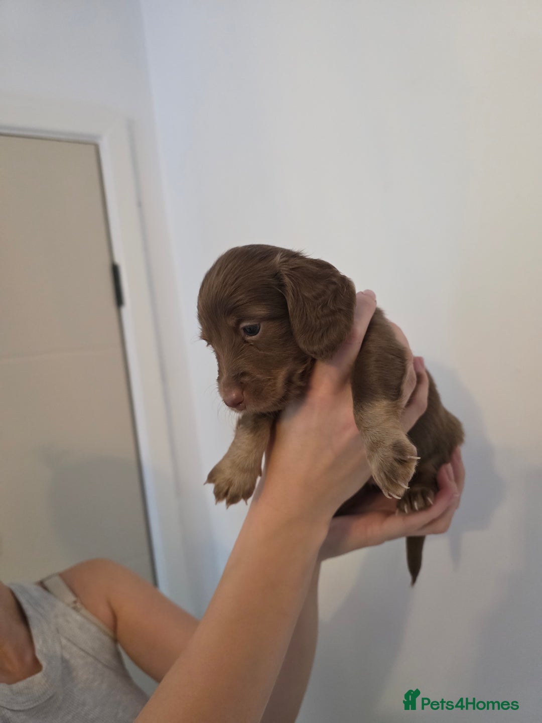 Miniature Dachshund dogs for sale: Kc Reg Long Haired Miniture Dachshund Puppies - Image 32