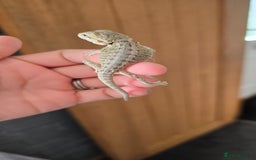 Bearded Dragon reptiles for sale: Baby bearded dragons - Image 6