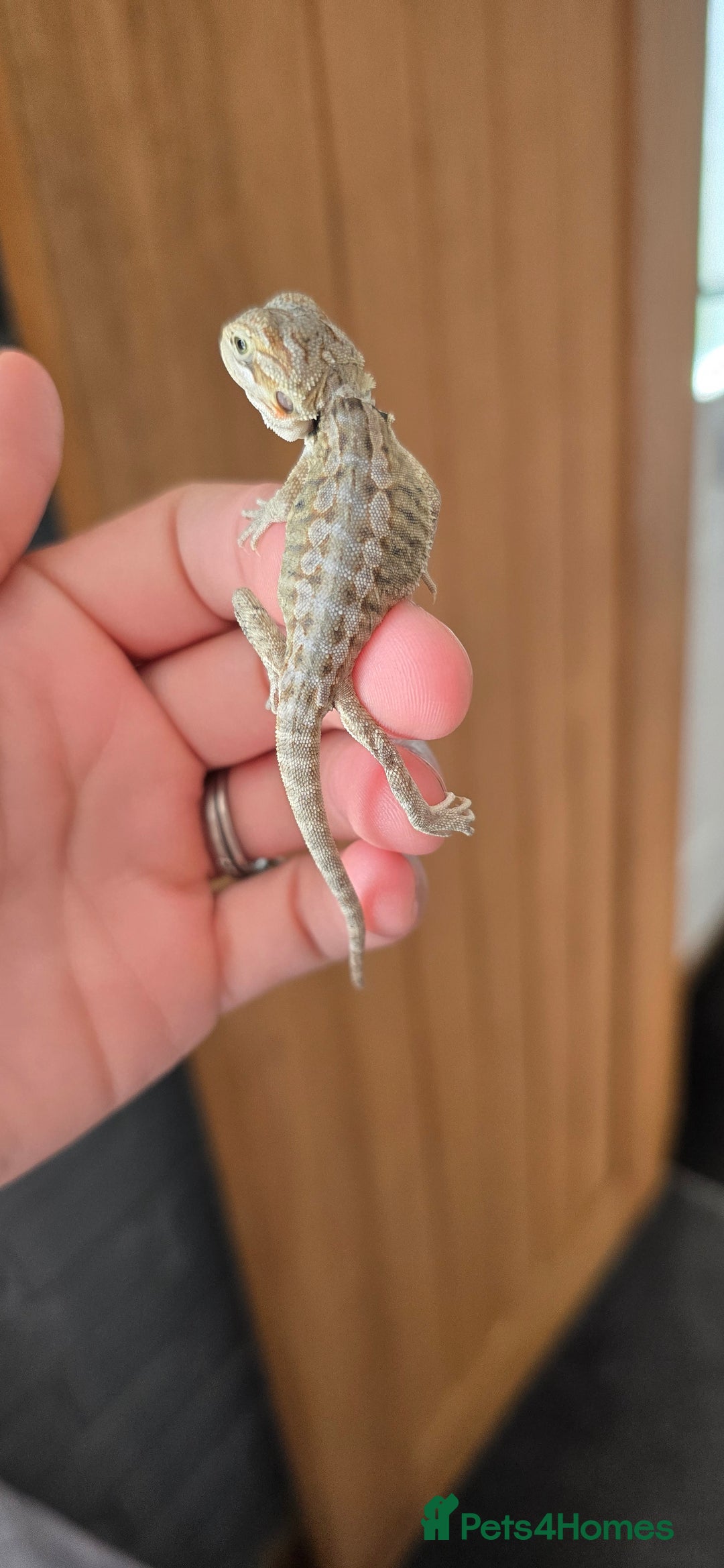 Bearded Dragon reptiles for sale: Baby bearded dragons - Image 6