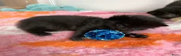 Maine Coon cats for sale: 3 female mainecoon mix kittens  - Advert 4