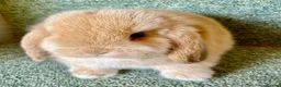 Netherland Dwarf rabbits for sale: Sweet Netherland Dwarf and Mini lop baby boys - Advert 8